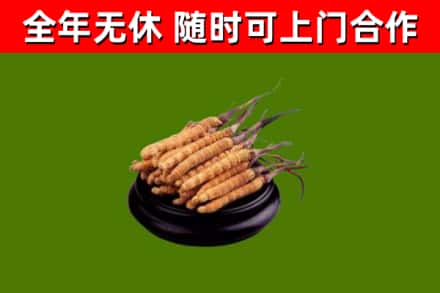 若尔盖县回收冬虫夏草