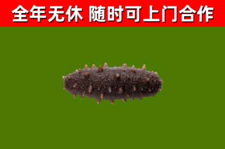 若尔盖县回收海参干